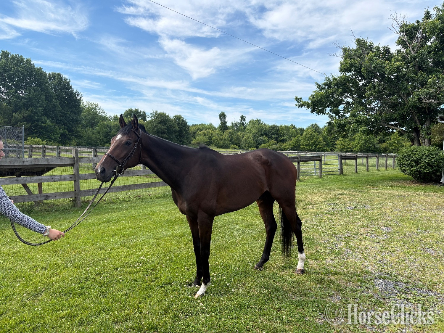 Thoroughbred - "Bob’s Kid" Brown Gelding Thoroughbred in Pennsylvania