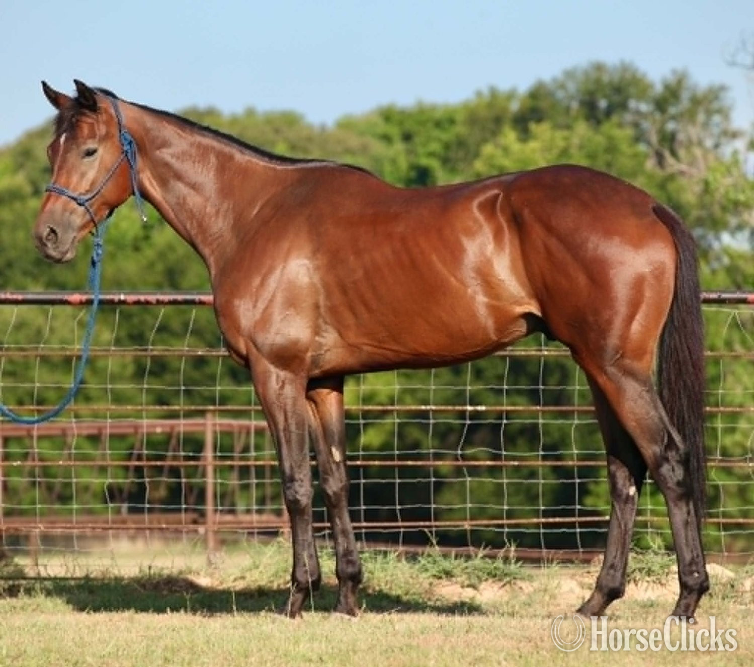 "GLITCH" Bay Gelding Thoroughbred in Texas