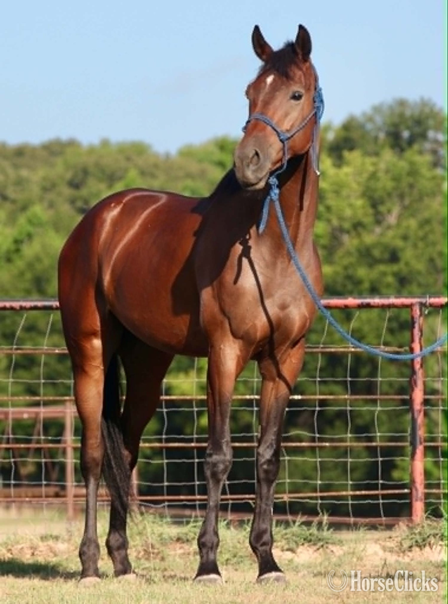 "GLITCH" Bay Gelding Thoroughbred