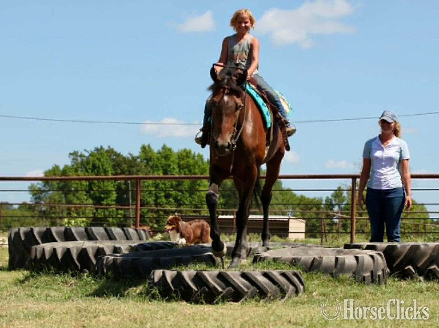 "GLITCH" Bay Gelding Thoroughbred - Thoroughbred