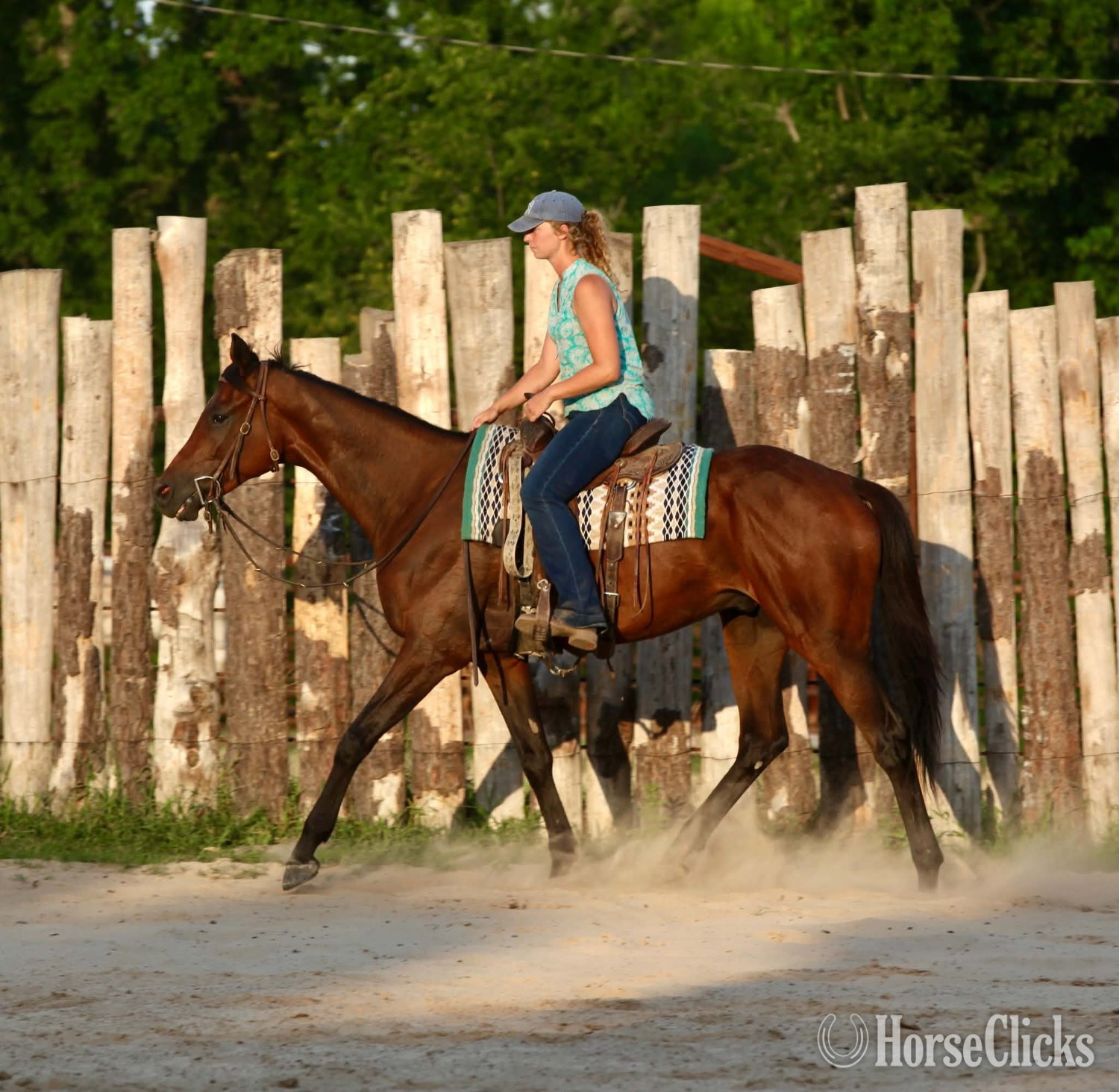"GLITCH" Bay Gelding Thoroughbred Texas