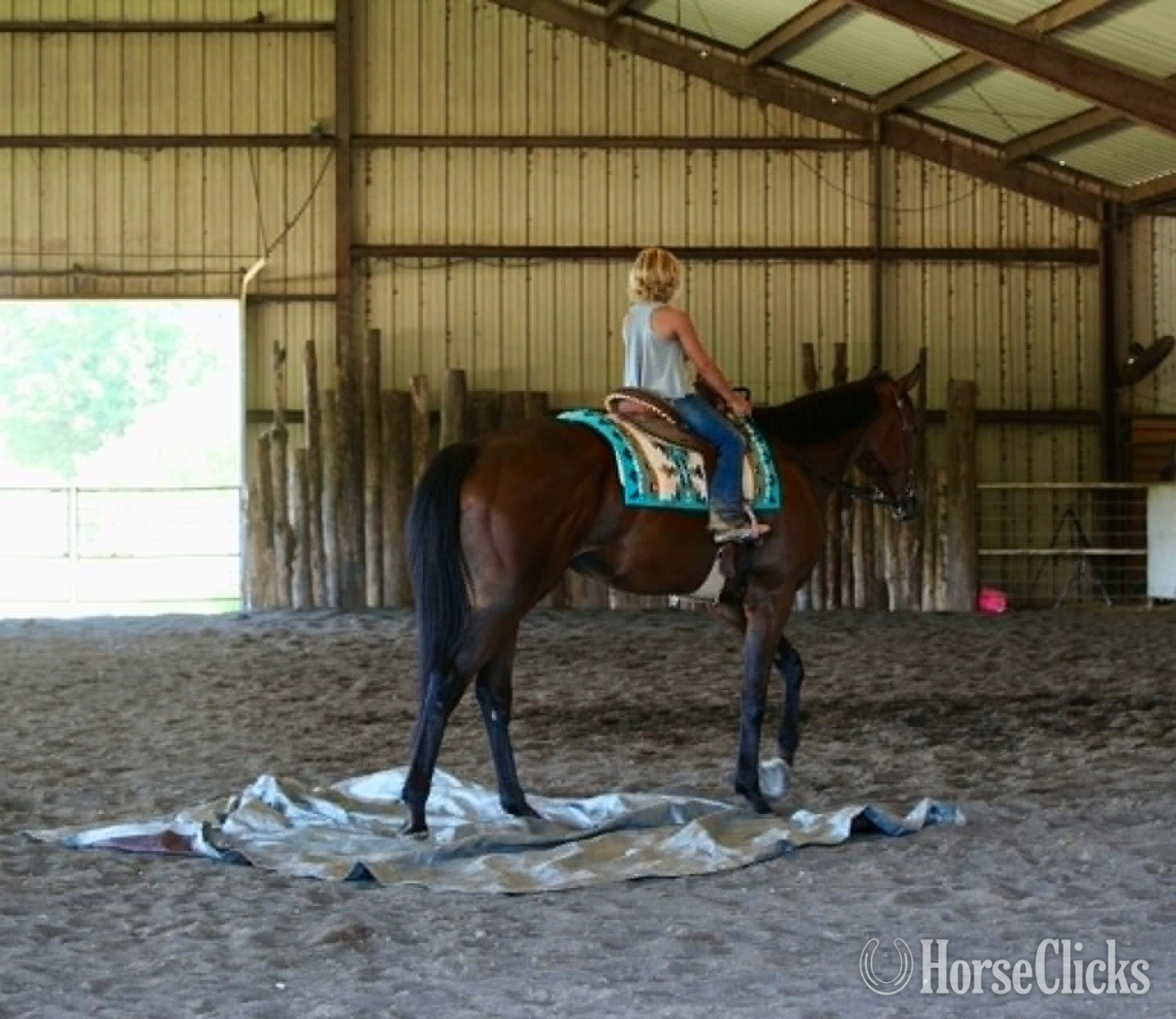 Thoroughbred - "GLITCH" Bay Gelding Thoroughbred
