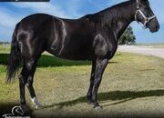 "Fleur" Black Mare Tennessee Walker