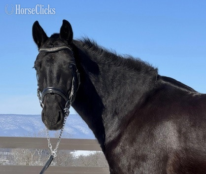 "Arrhur " Black Gelding Friesian