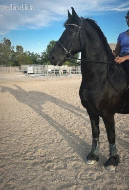 South Carolina "Arrhur " Black Gelding Friesian