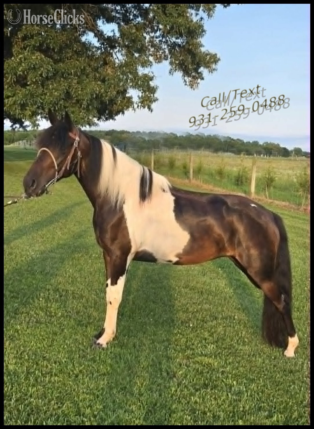 "Mariah" Tabiano Mare Spotted Saddle - Spotted Saddle