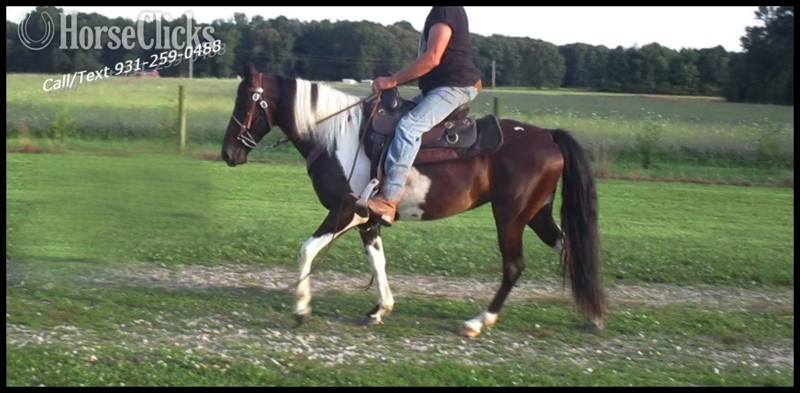 Tennessee "Mariah" Tabiano Mare Spotted Saddle