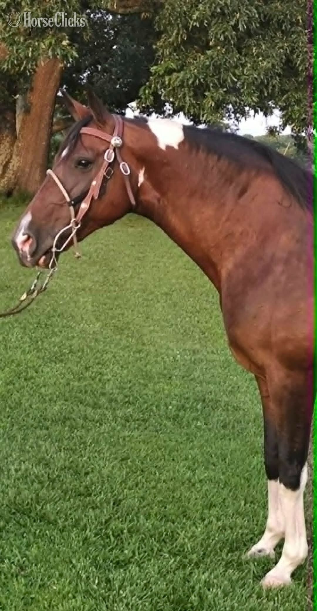 Spotted Saddle - "Mariah" Tabiano Mare Spotted Saddle