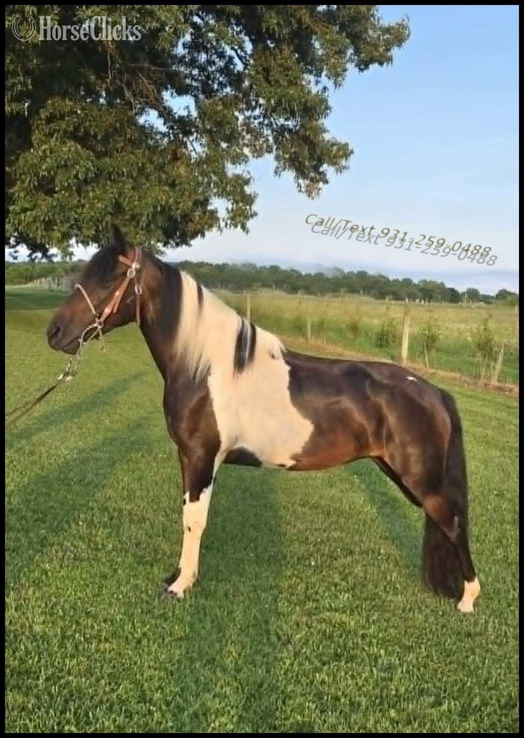 "Mariah" Tabiano Mare Spotted Saddle Tennessee