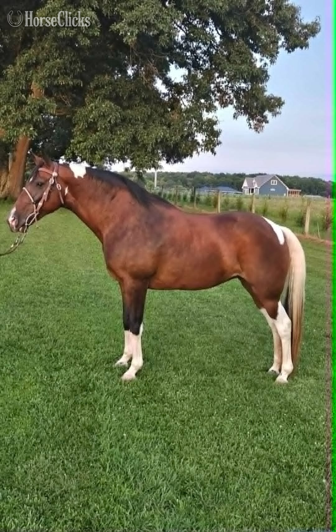 Spotted Saddle - "Mariah" Tabiano Mare Spotted Saddle in Tennessee