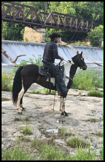 "Mariah" Tabiano Mare Spotted Saddle