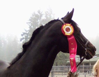 "Duesenberg" Chocolate Mare Hanoverian