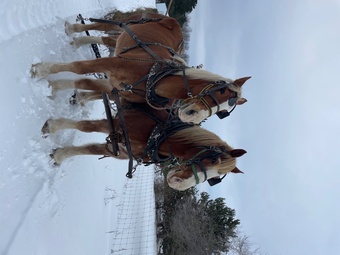 "Frank and Jesse" Sorrel Gelding Belgian