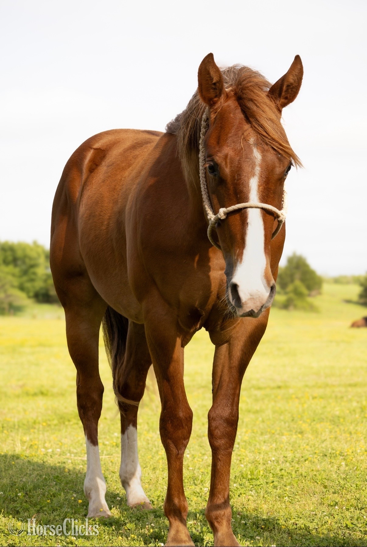 "Lefty" Sorrel Colt Quarter Horse in Oklahoma
