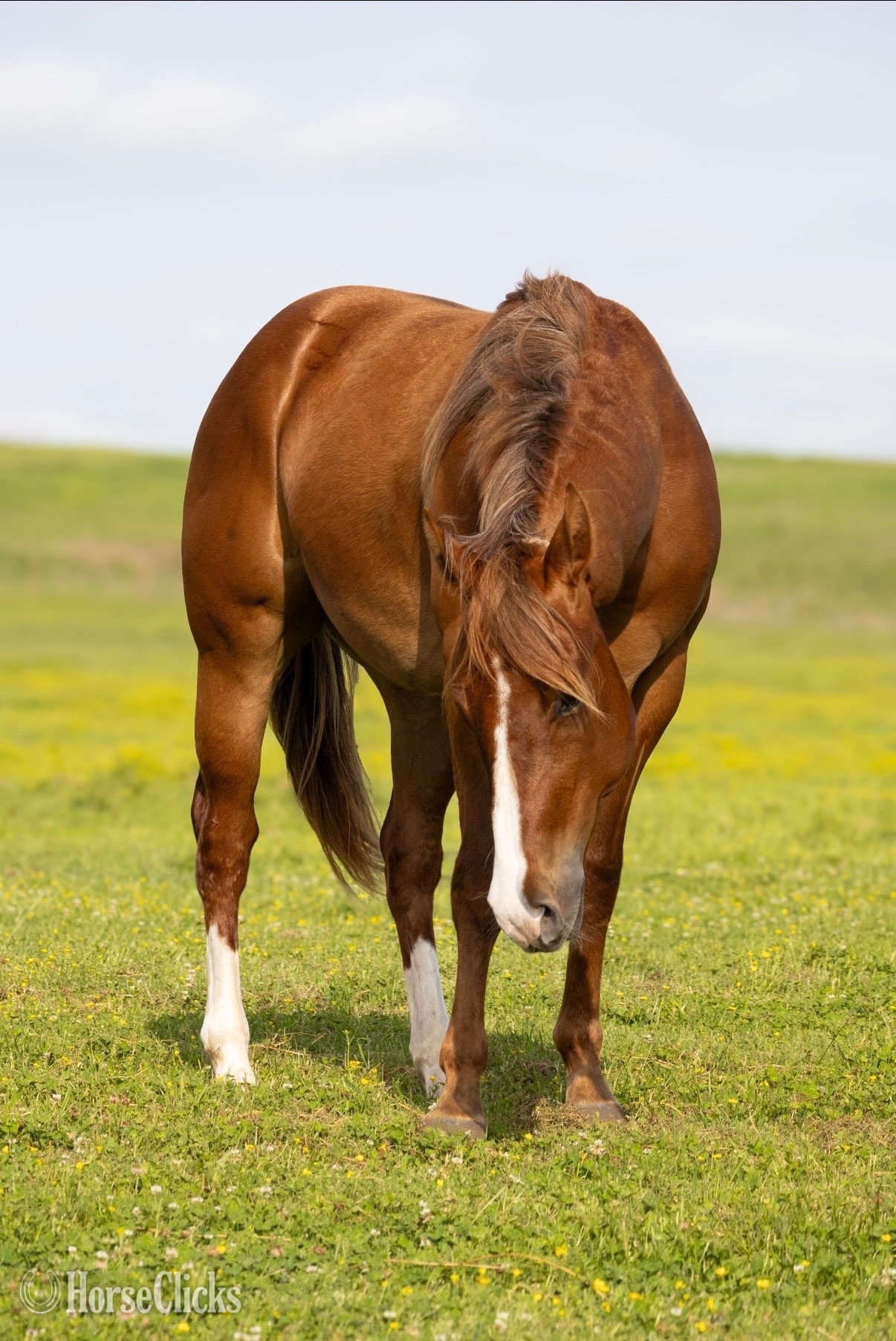 "Lefty" Sorrel Colt Quarter Horse