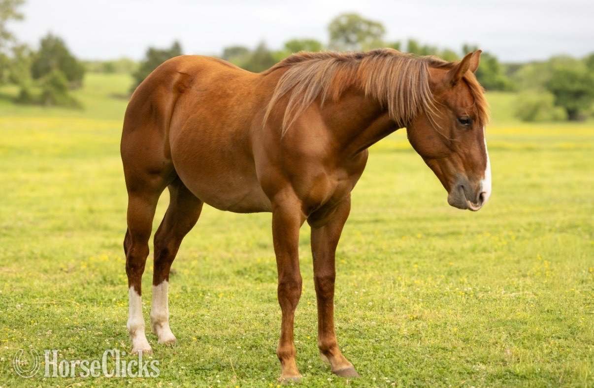 Oklahoma "Lefty" Sorrel Colt Quarter Horse