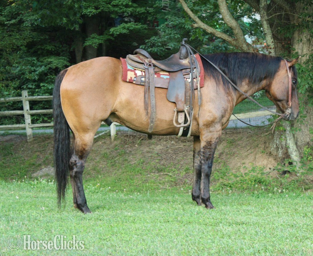 "HOLLYWOOD" Dun Gelding Quarter Horse in West Virginia