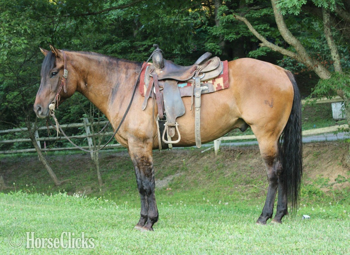 "HOLLYWOOD" Dun Gelding Quarter Horse