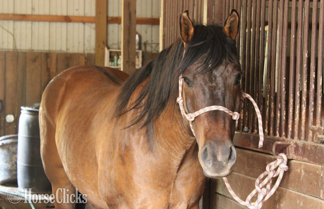 West Virginia "HOLLYWOOD" Dun Gelding Quarter Horse