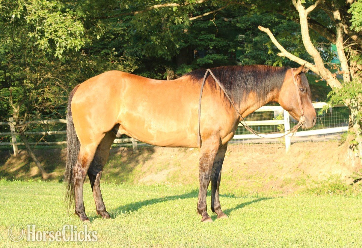 "HOLLYWOOD" Dun Gelding Quarter Horse - Quarter Horse in West Virginia