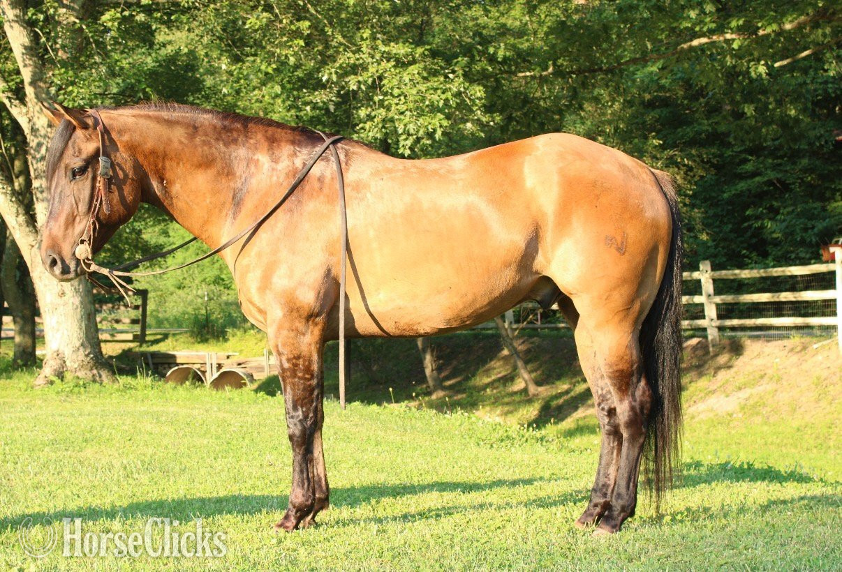 "HOLLYWOOD" Dun Gelding Quarter Horse - Quarter Horse