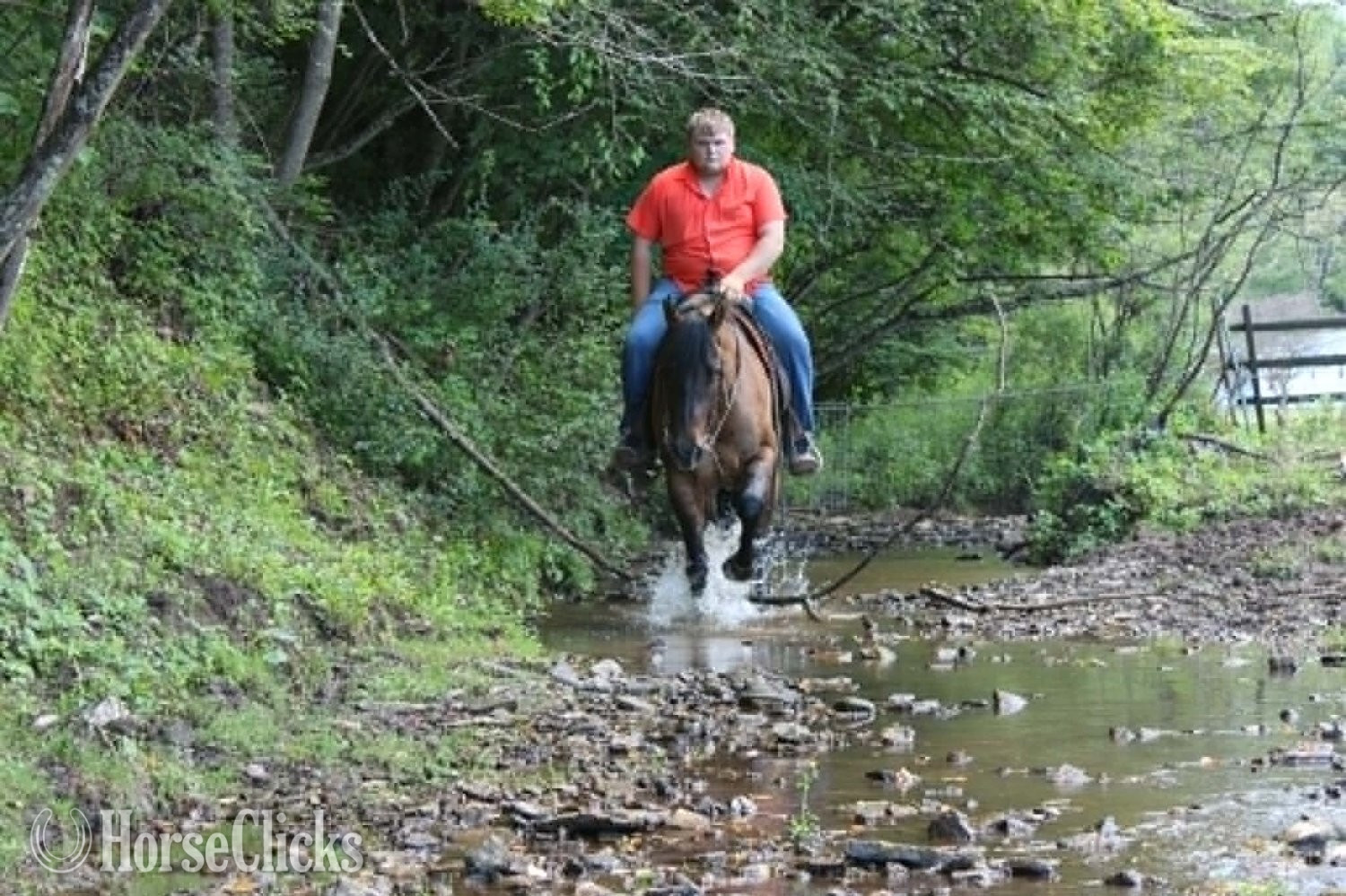 Quarter Horse - "HOLLYWOOD" Dun Gelding Quarter Horse in West Virginia