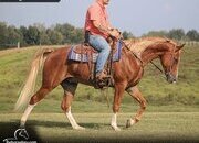 "Deacon" Roan Gelding Missouri Fox Trotter