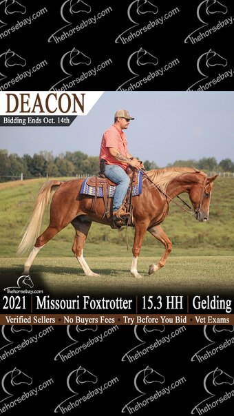 "Deacon" Roan Gelding Missouri Fox Trotter