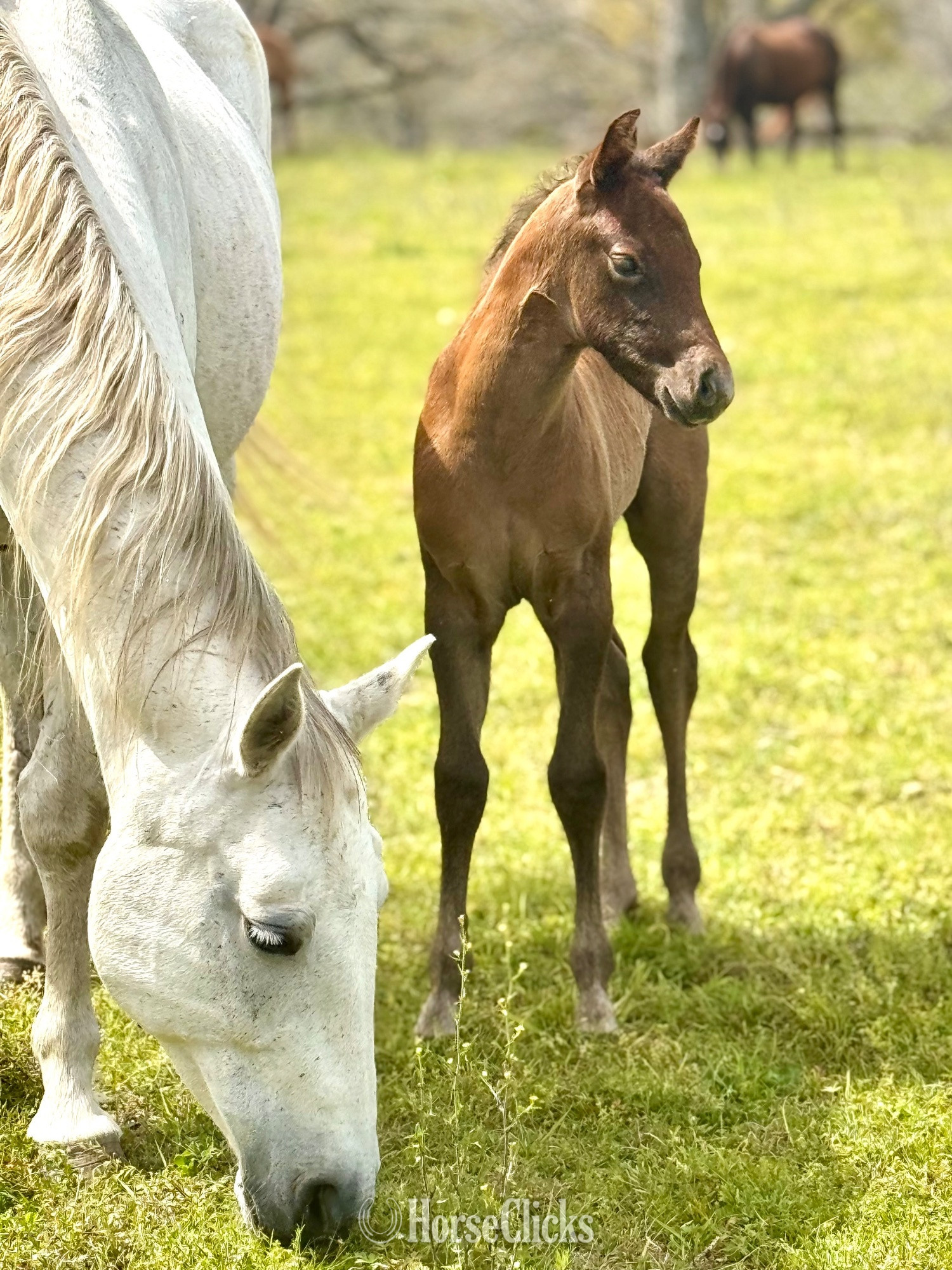 "Colts " Bay Colt Quarter Horse in Alabama