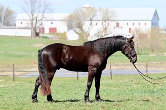 "Kygo" Black Gelding Percheron