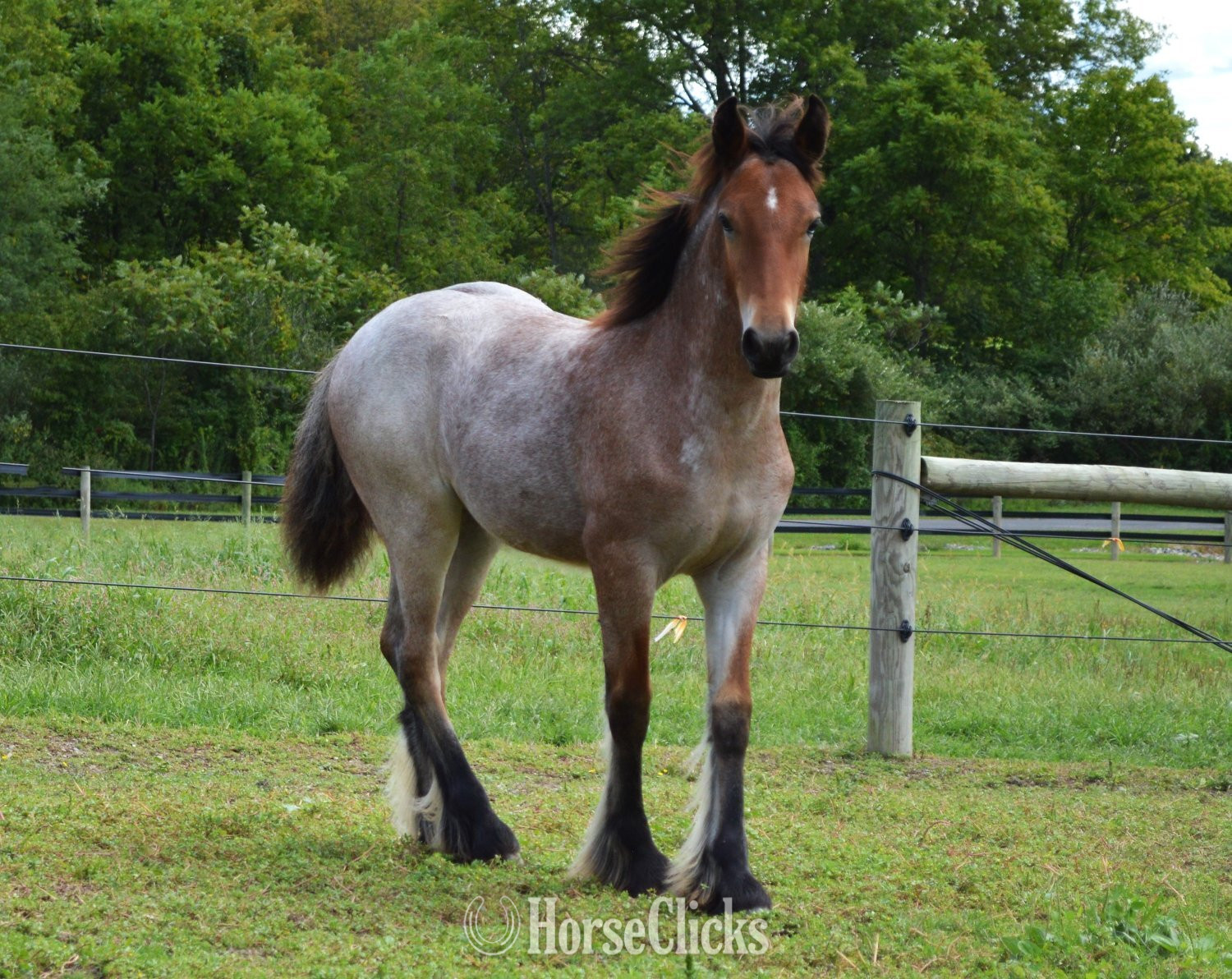 "Chestnut Oak's Shamrock" Bay Roan Colt Gypsy Vanner in Pennsylvania