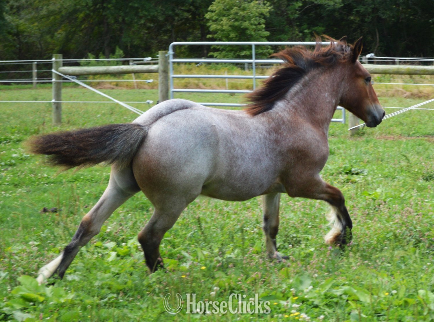 "Chestnut Oak's Shamrock" Bay Roan Colt Gypsy Vanner