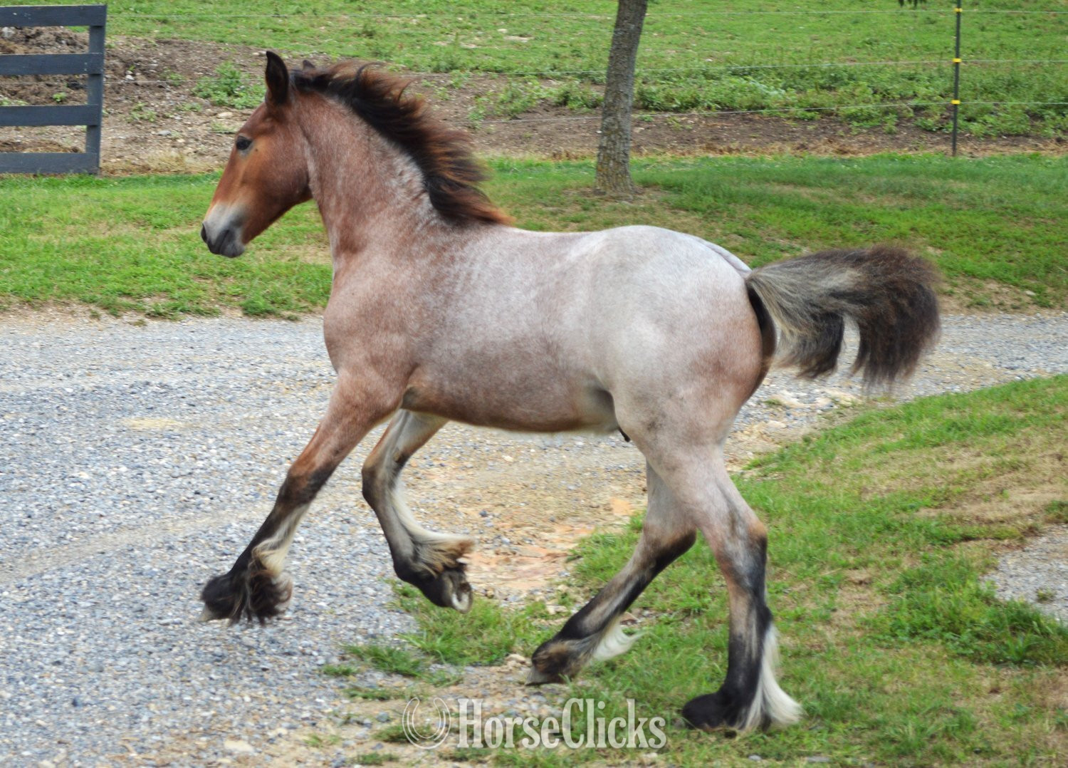Pennsylvania "Chestnut Oak's Shamrock" Bay Roan Colt Gypsy Vanner