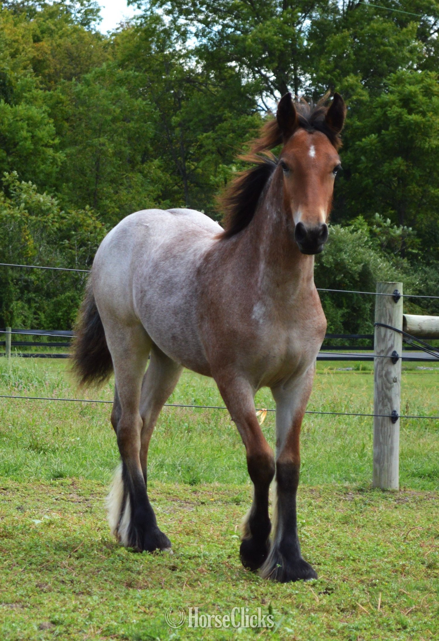 "Chestnut Oak's Shamrock" Bay Roan Colt Gypsy Vanner - Gypsy Vanner in Pennsylvania