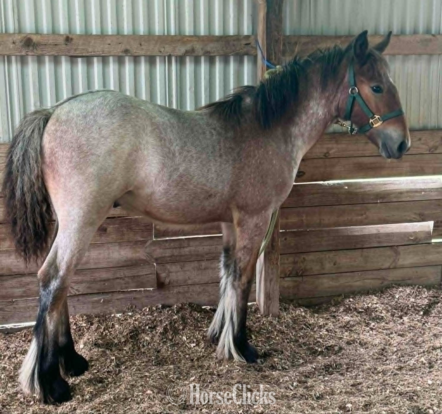 "Chestnut Oak's Shamrock" Bay Roan Colt Gypsy Vanner - Gypsy Vanner