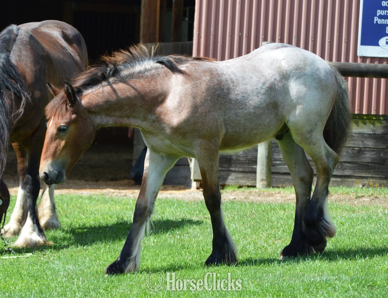 "Chestnut Oak's Shamrock" Bay Roan Colt Gypsy Vanner Pennsylvania
