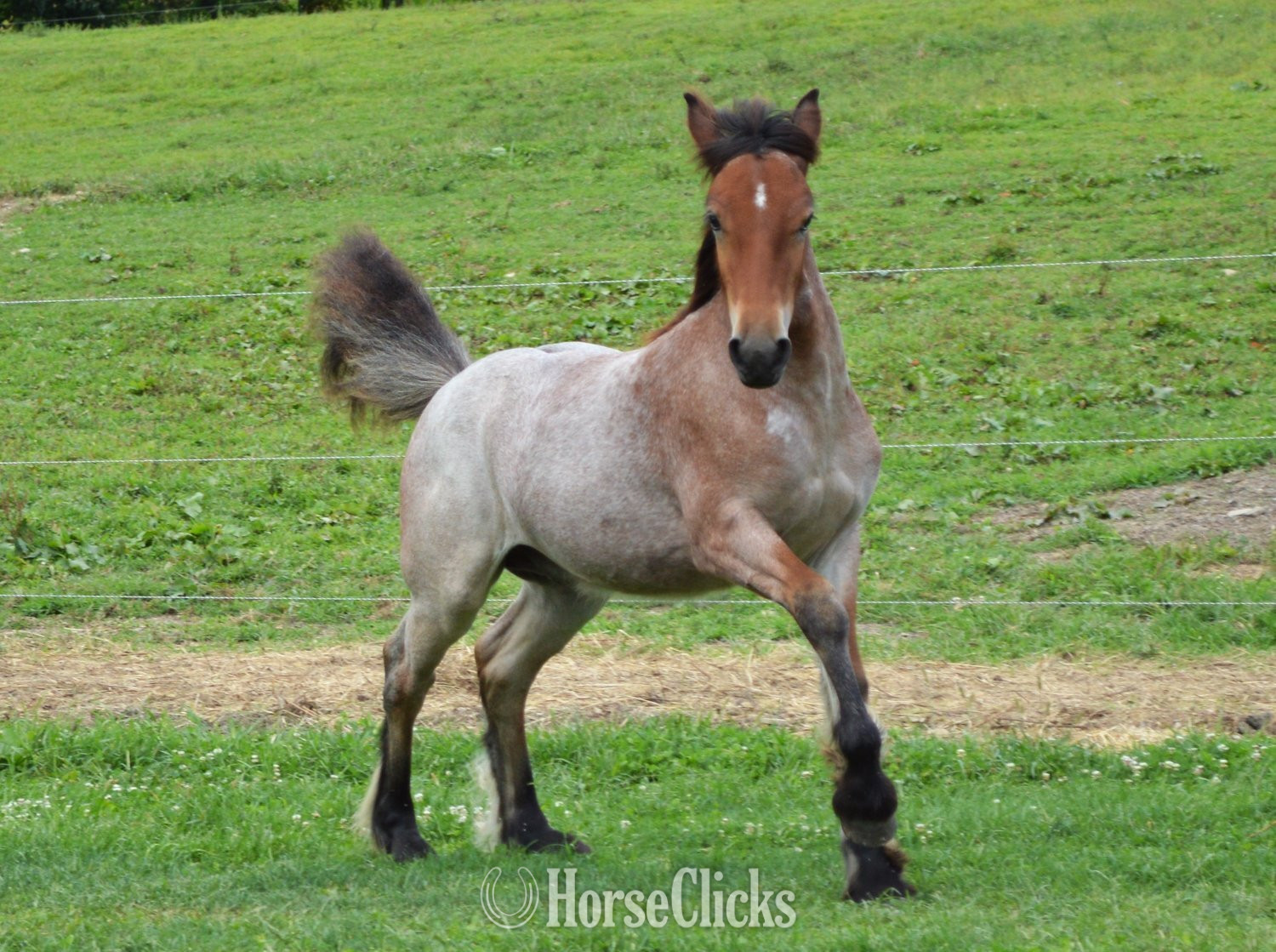 Gypsy Vanner - "Chestnut Oak's Shamrock" Bay Roan Colt Gypsy Vanner in Pennsylvania