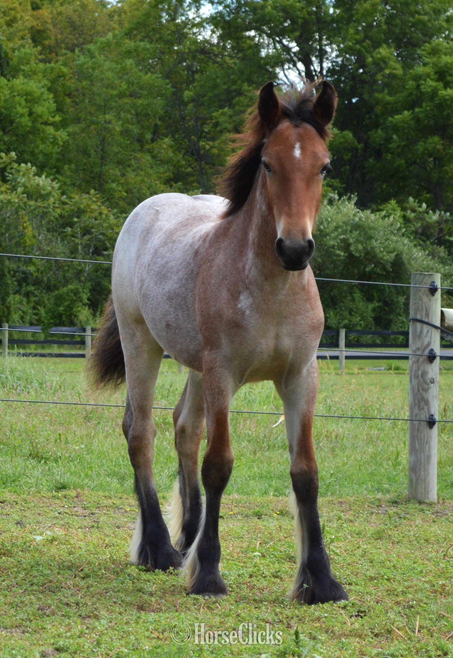 Gypsy Vanner - "Chestnut Oak's Shamrock" Bay Roan Colt Gypsy Vanner