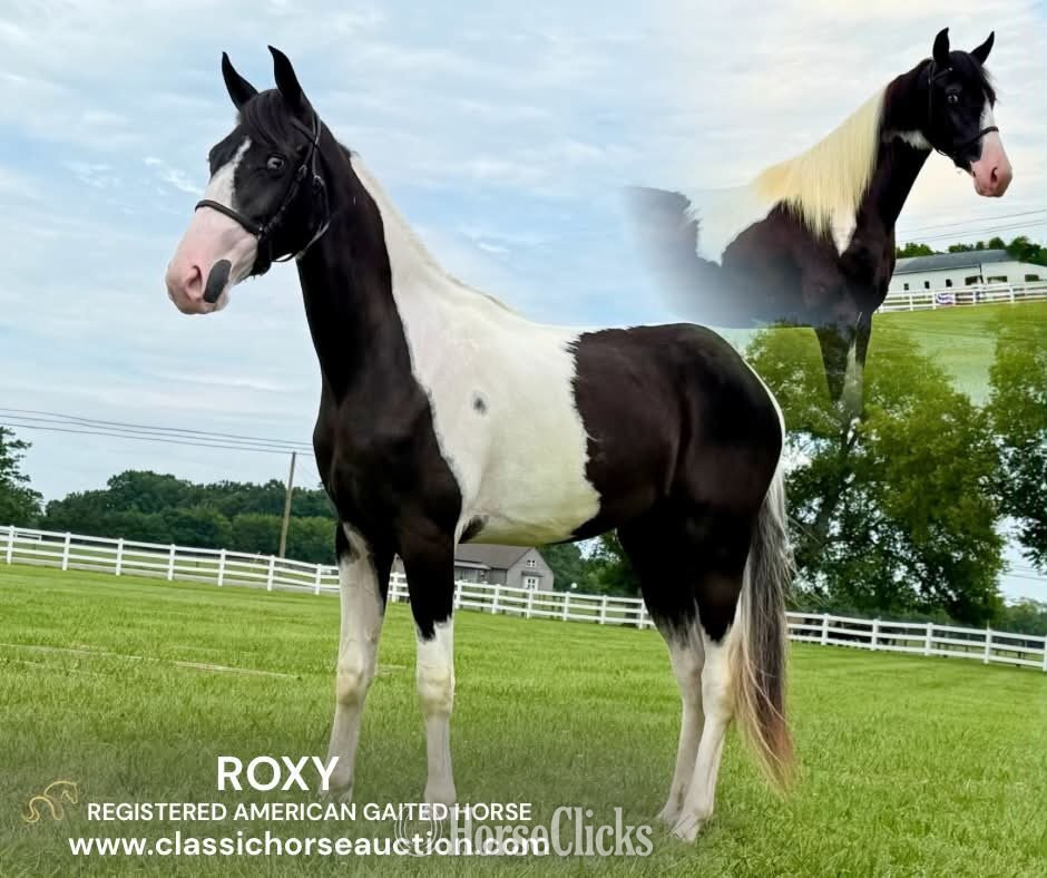 "ROXY" Tabiano Mare Tennessee Walker in Tennessee
