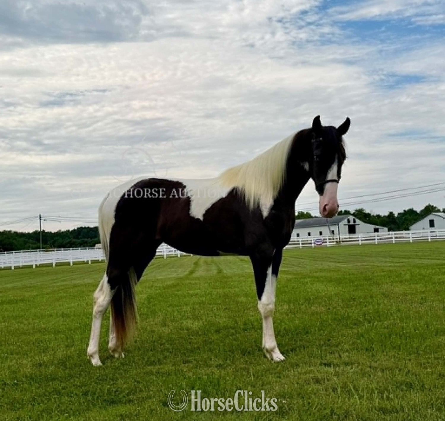 "ROXY" Tabiano Mare Tennessee Walker