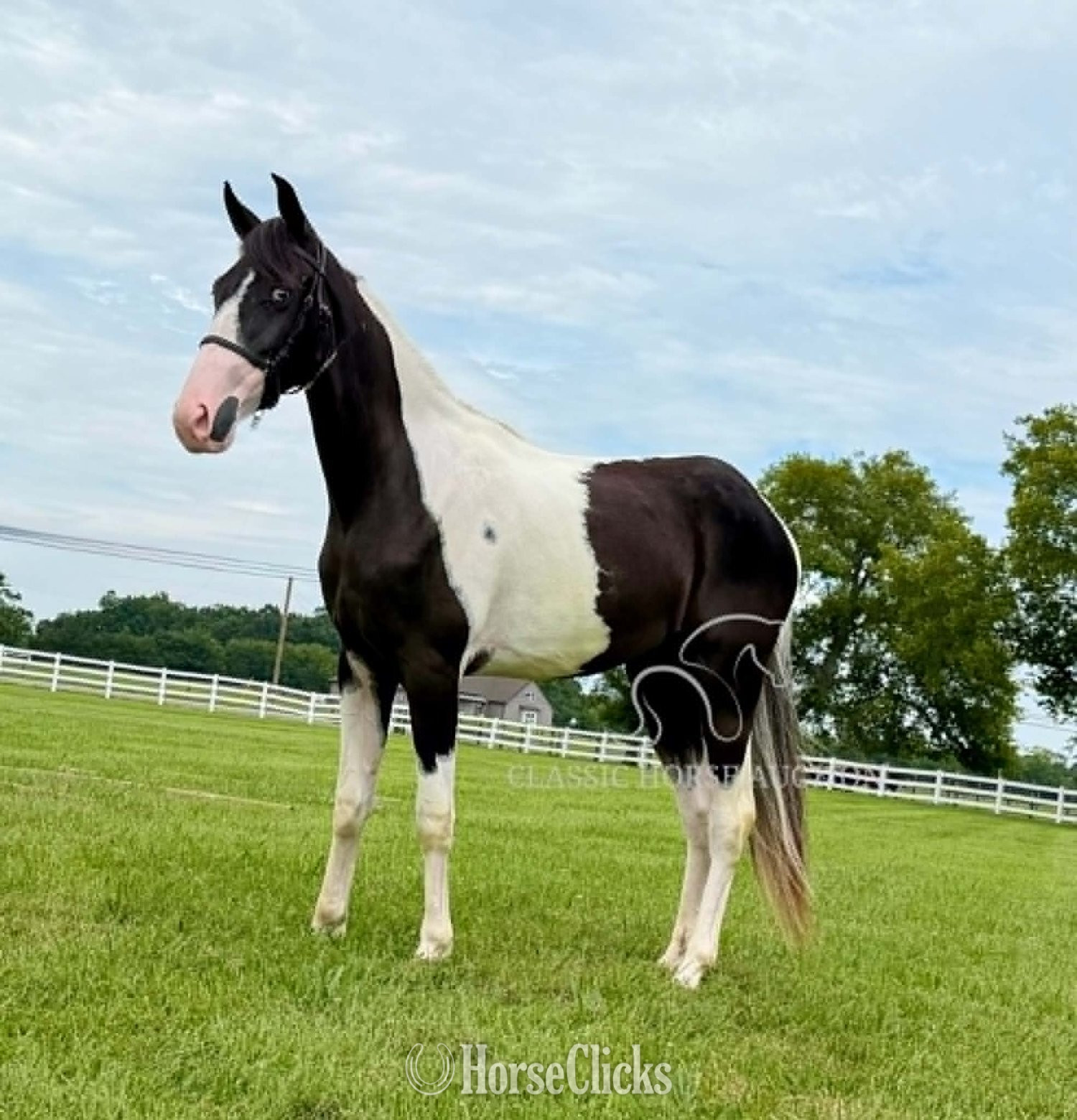 Tennessee "ROXY" Tabiano Mare Tennessee Walker