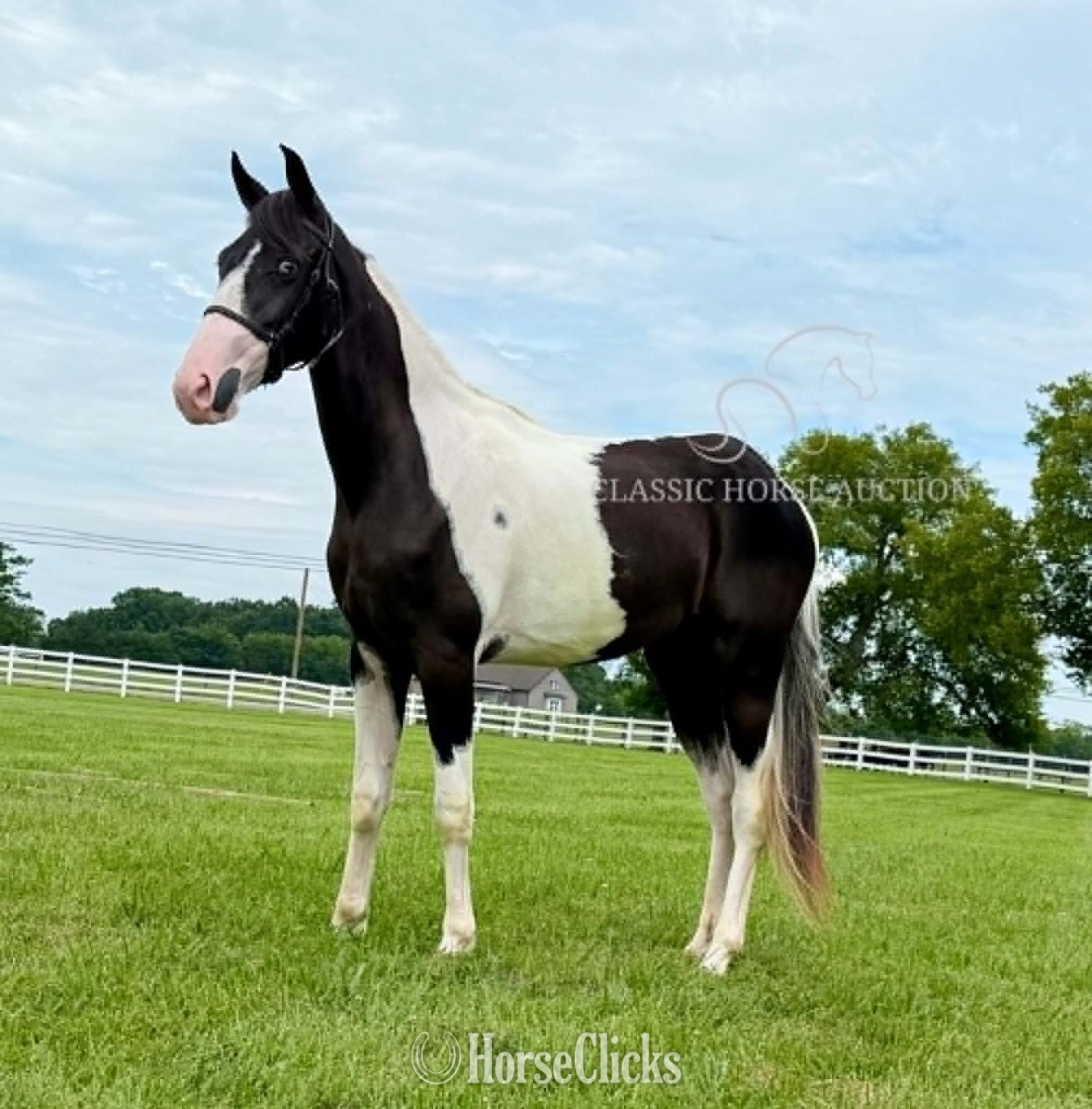 "ROXY" Tabiano Mare Tennessee Walker - Tennessee Walker in Tennessee