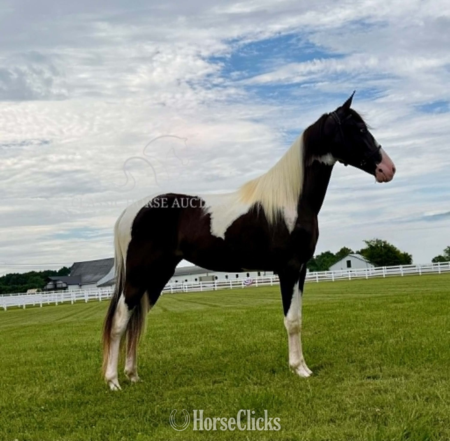 "ROXY" Tabiano Mare Tennessee Walker - Tennessee Walker