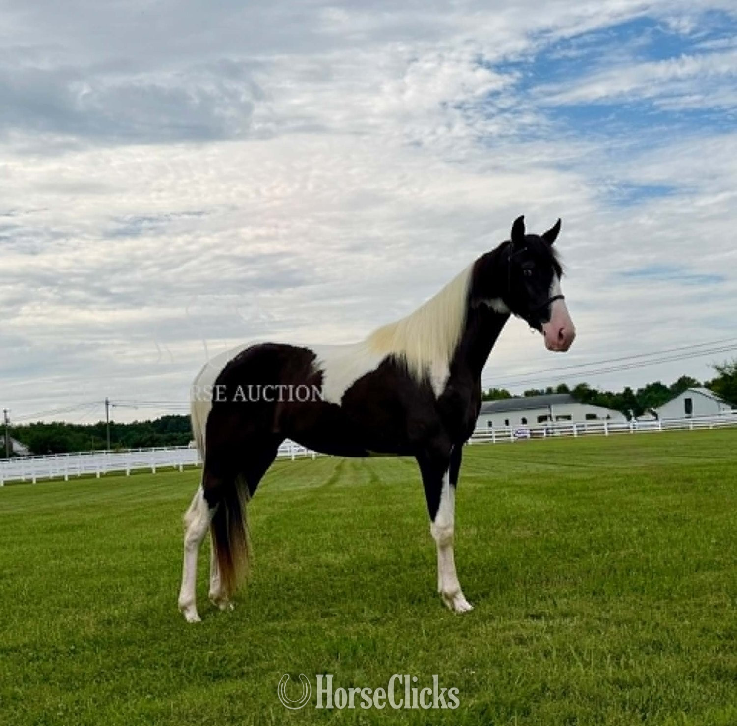 "ROXY" Tabiano Mare Tennessee Walker Tennessee