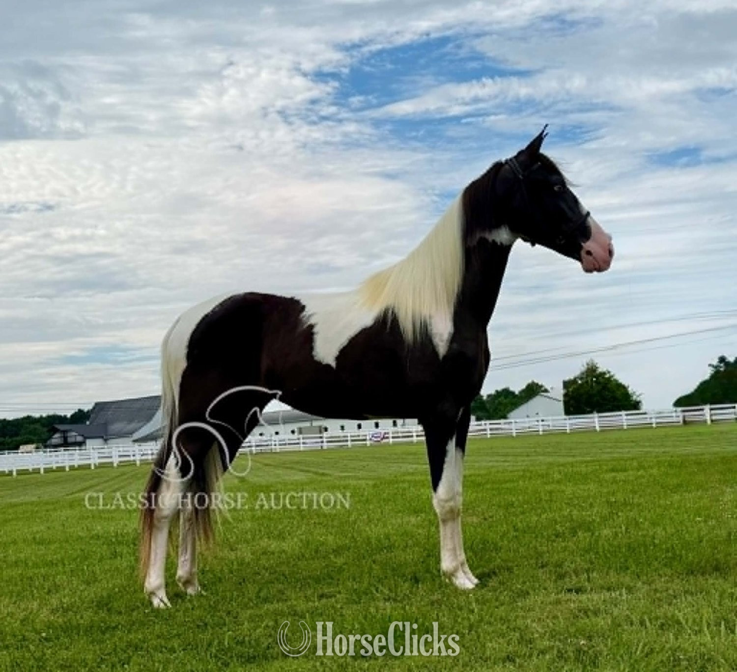 Tennessee Walker - "ROXY" Tabiano Mare Tennessee Walker in Tennessee