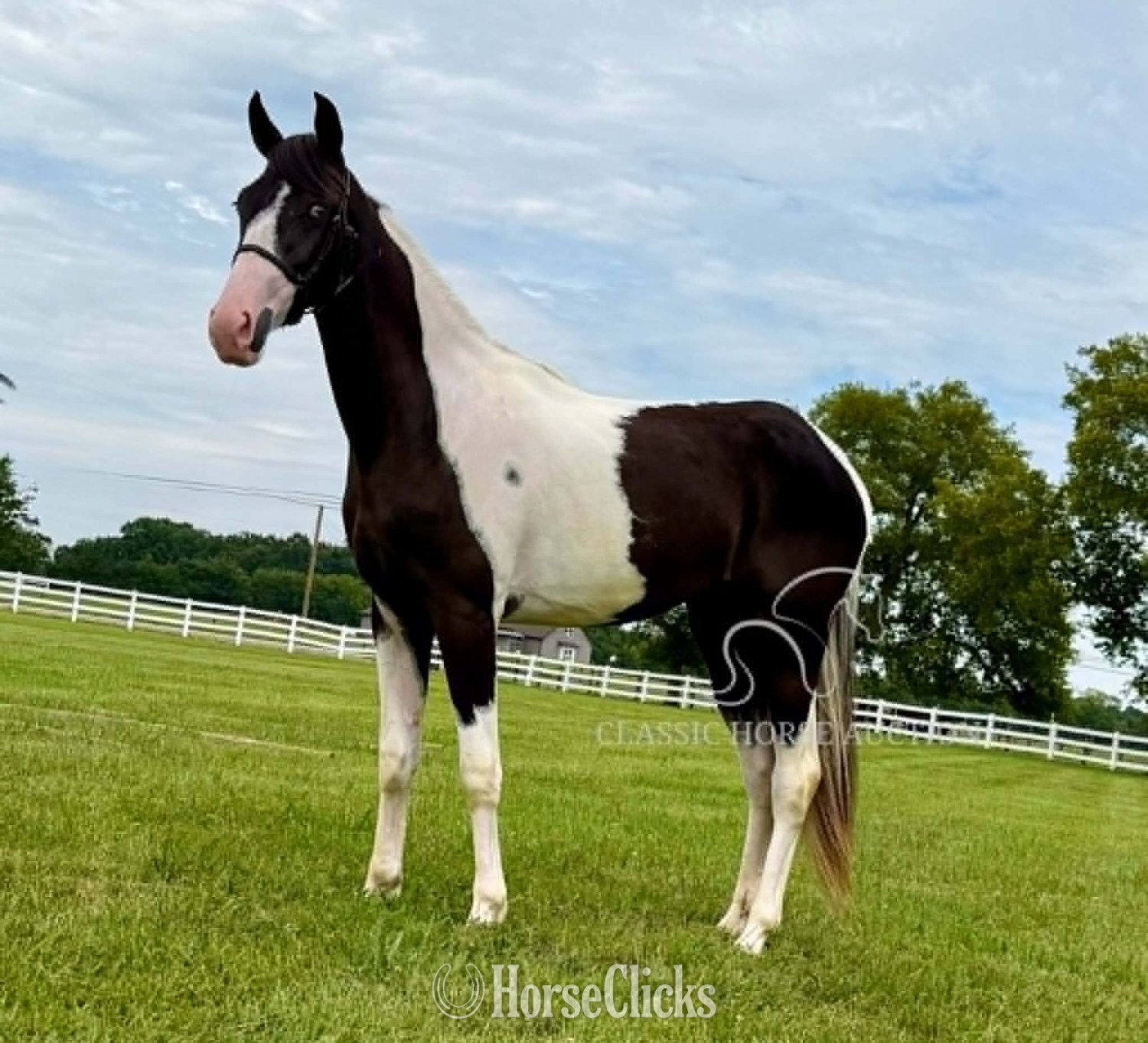 Tennessee Walker - "ROXY" Tabiano Mare Tennessee Walker