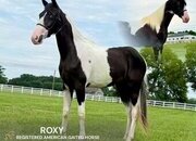 "ROXY" Tabiano Mare Tennessee Walker