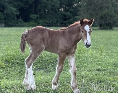 "Trudy's Carmel" Sorrel Filly Gypsy Vanner in Michigan