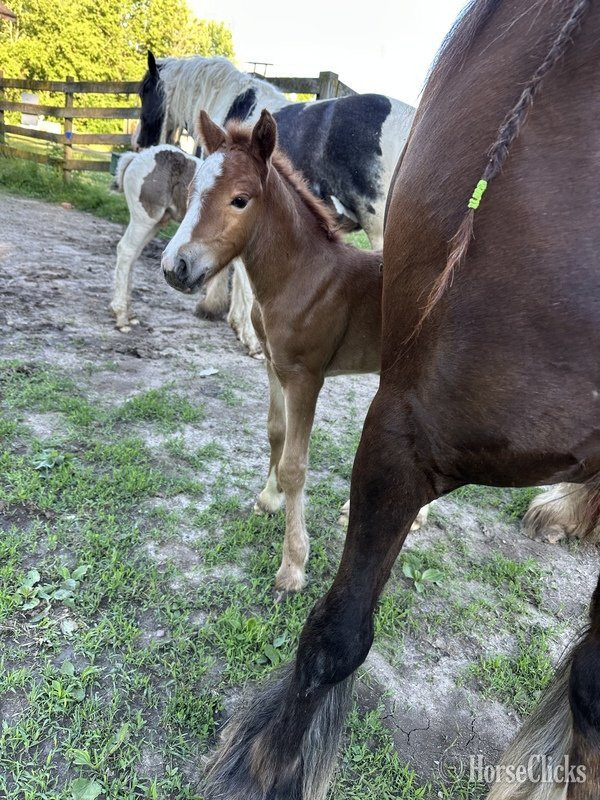 "Trudy's Carmel" Sorrel Filly Gypsy Vanner