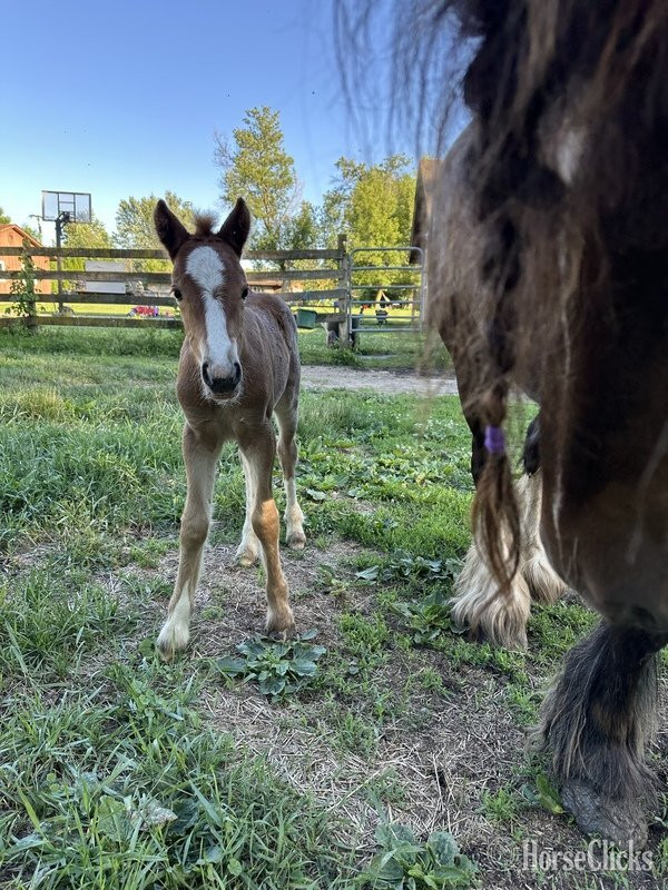 Michigan "Trudy's Carmel" Sorrel Filly Gypsy Vanner